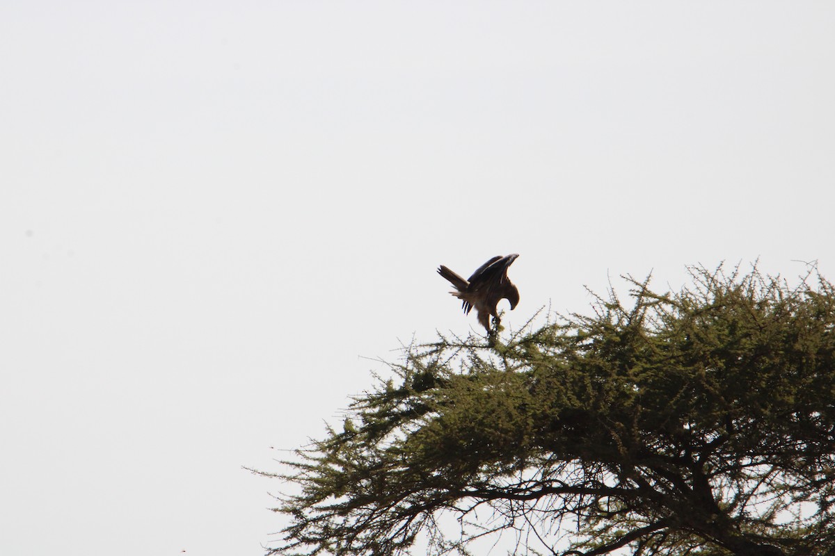 Tawny Eagle - ML621858286