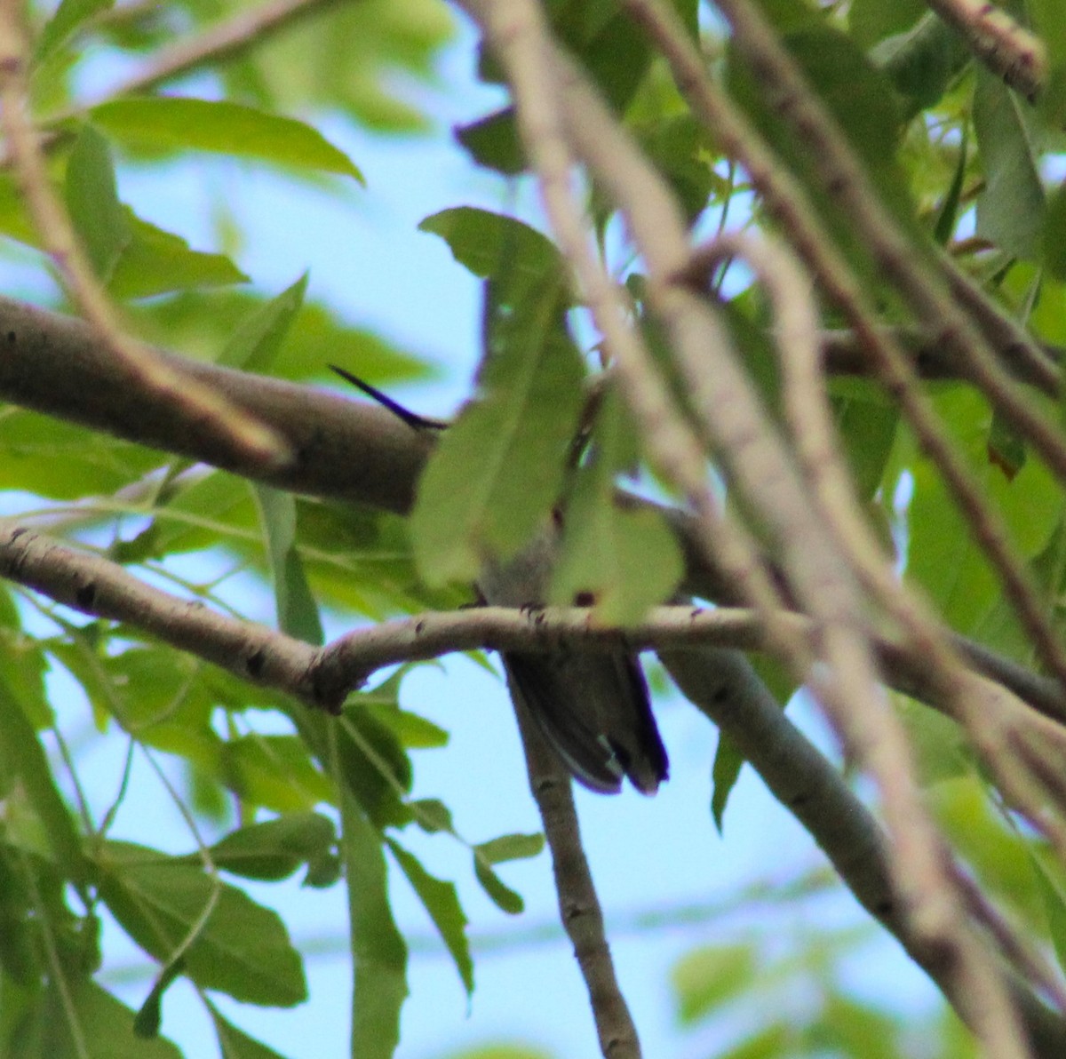 Black-chinned Hummingbird - ML621858302