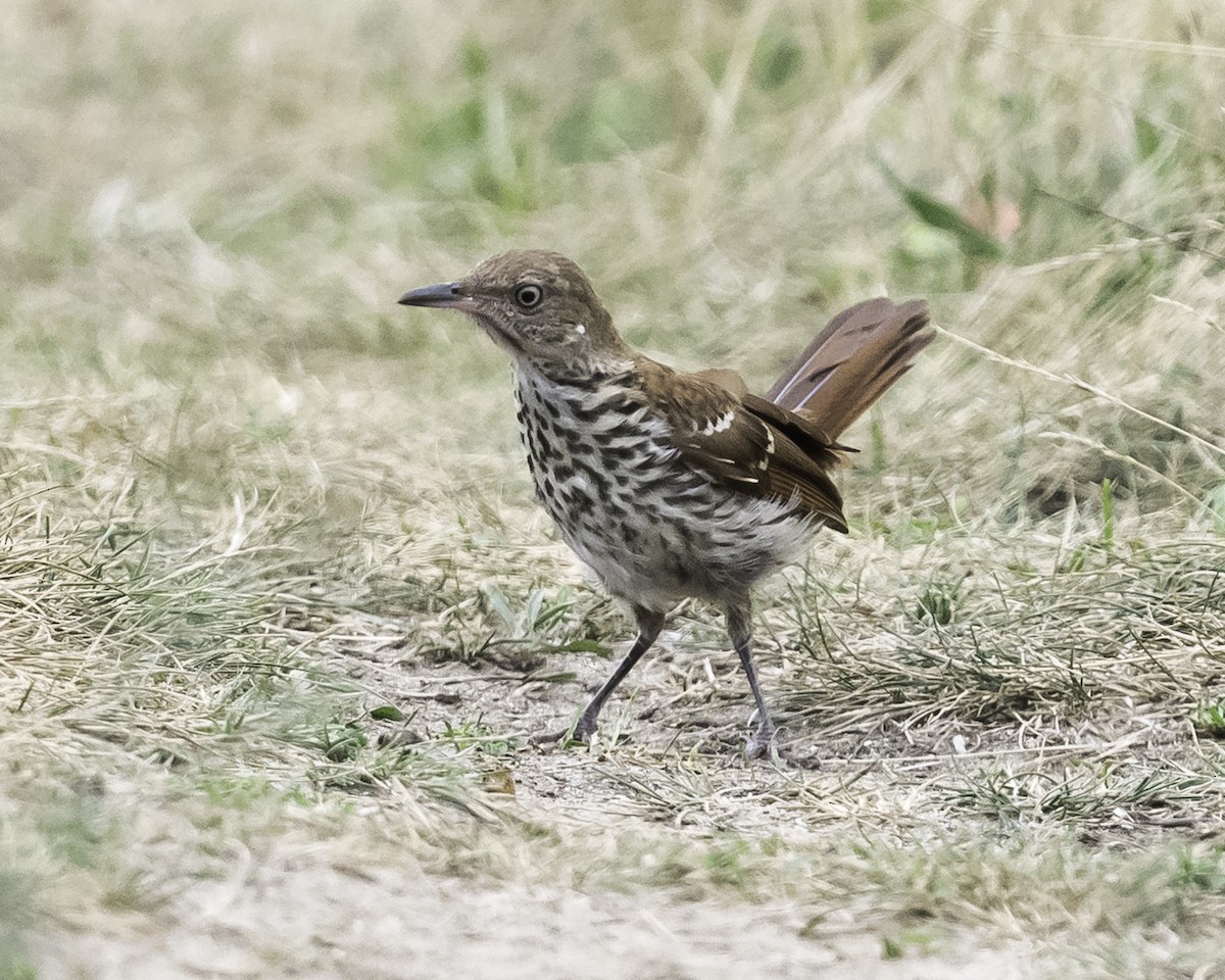 Brown Thrasher - ML621858337