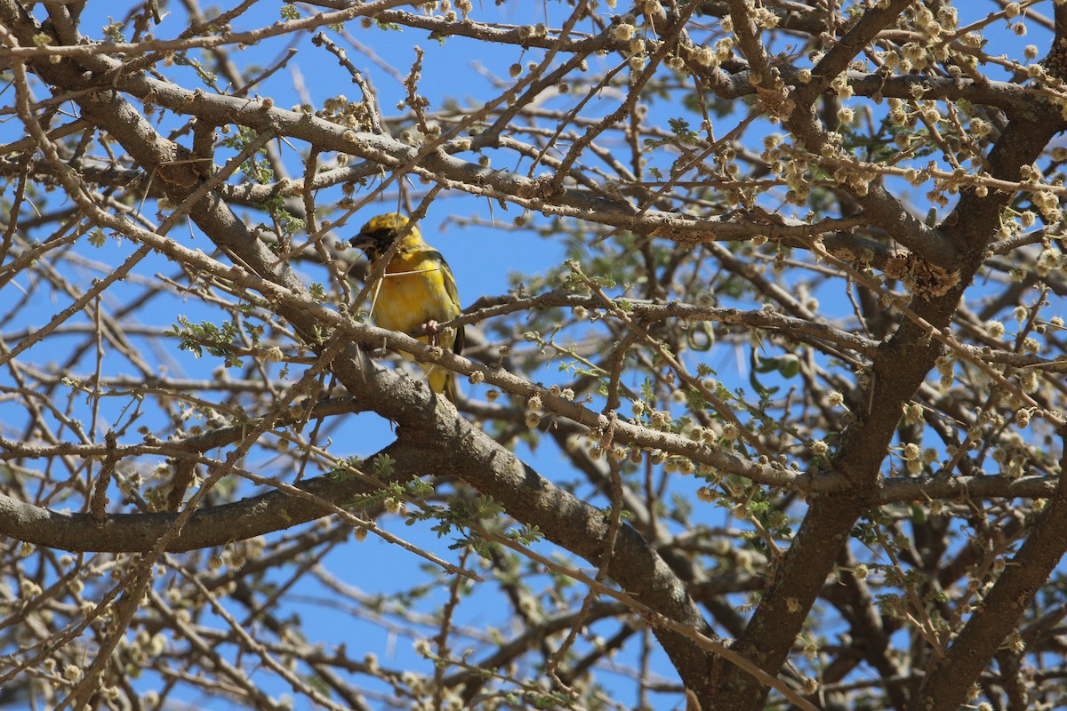 Speke's Weaver - ML621858339