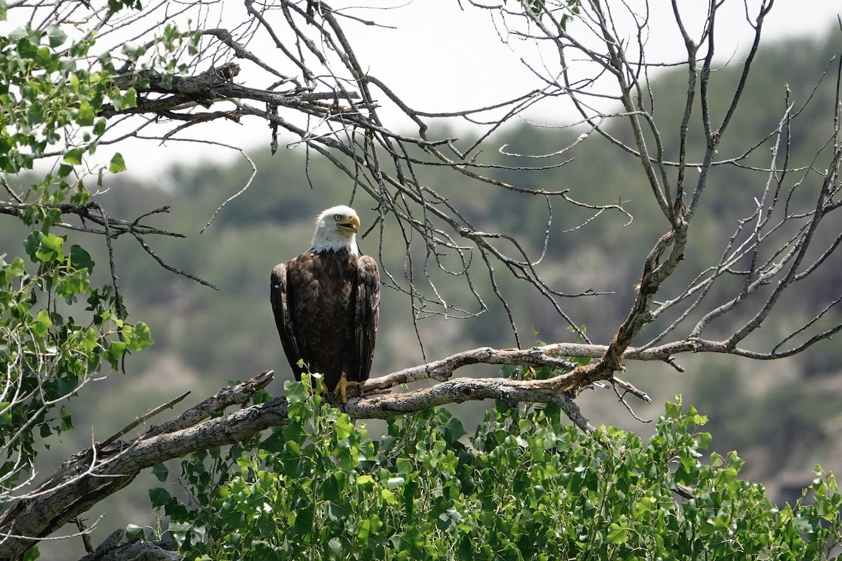 Bald Eagle - ML621858358