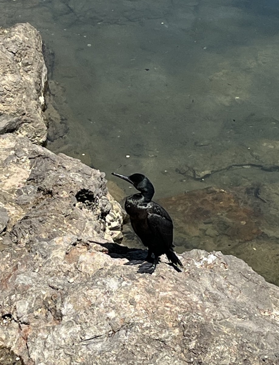 Brandt's Cormorant - Barbara Millett