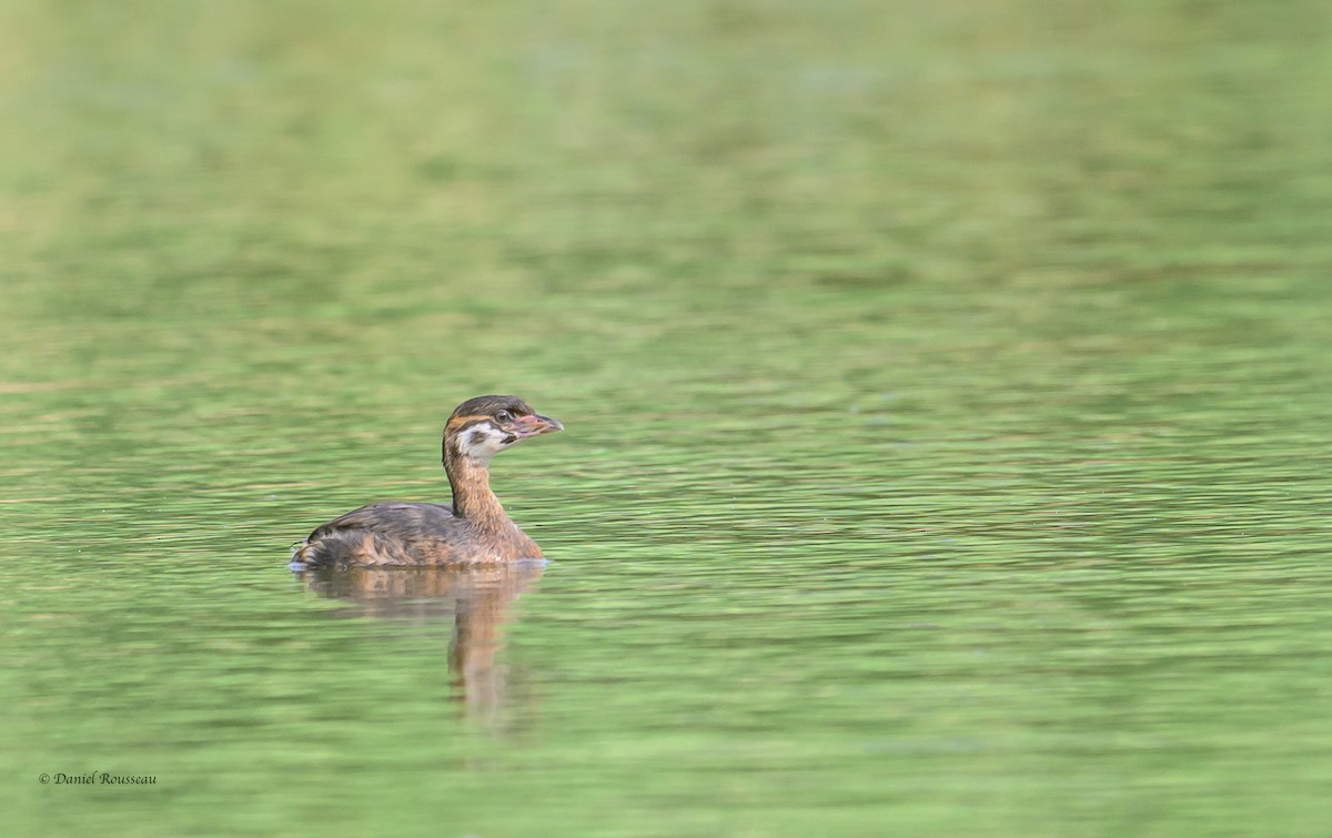 Pied-billed Grebe - ML621858379