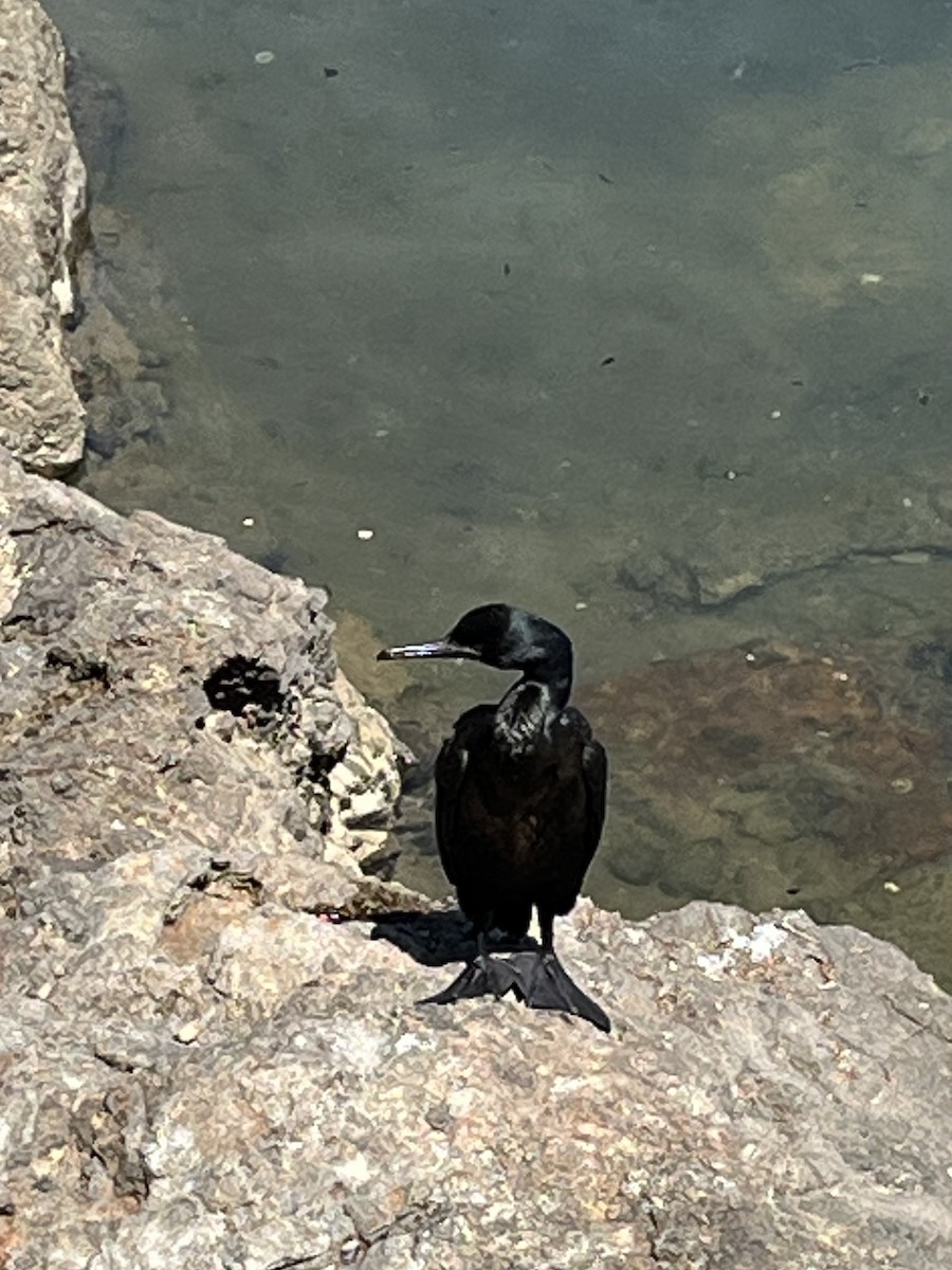 Brandt's Cormorant - ML621858382