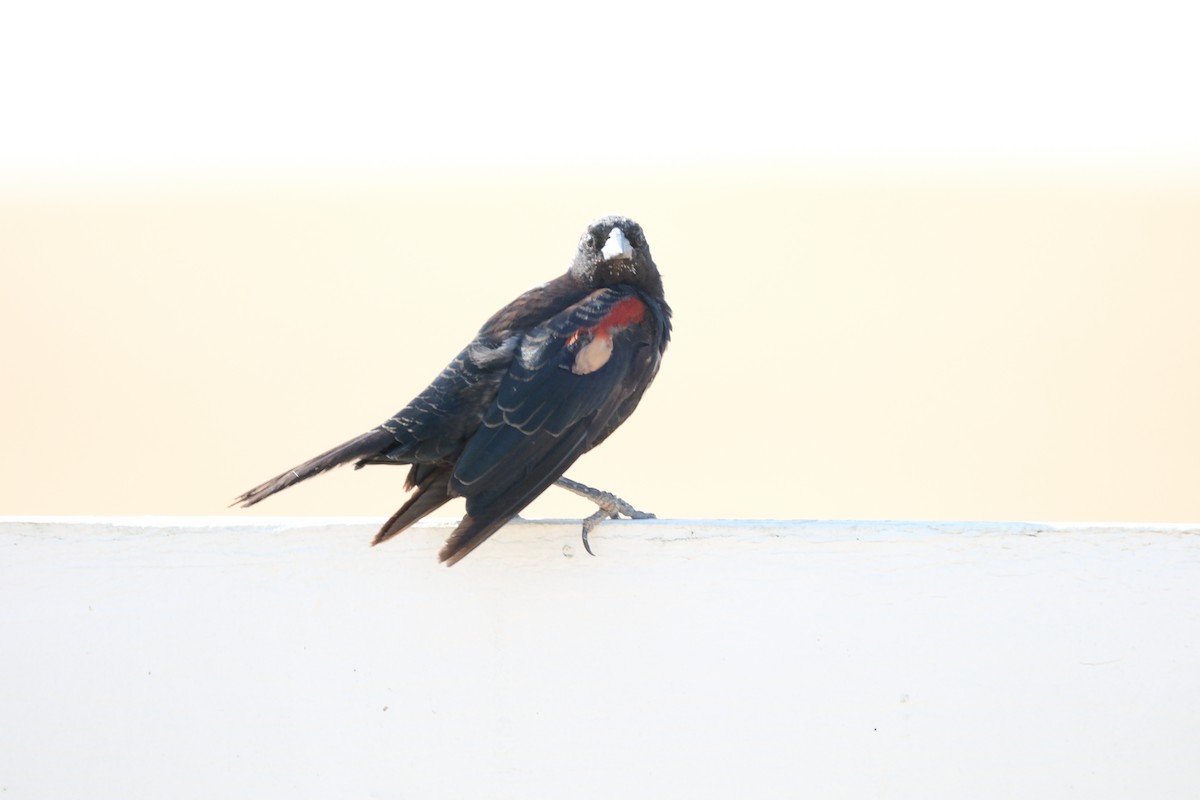 Tricolored Blackbird - ML621858468