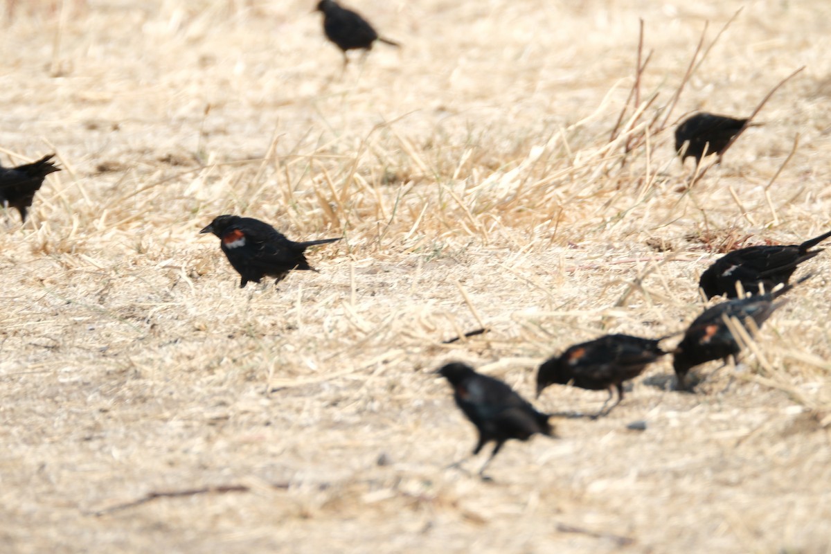 Tricolored Blackbird - ML621858469