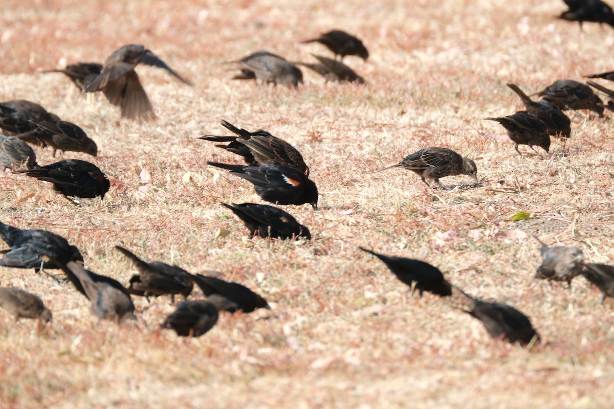 Tricolored Blackbird - ML621858471
