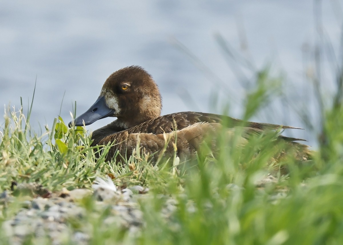 Lesser Scaup - ML621858499