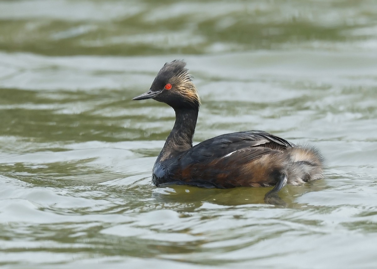 Eared Grebe - Ken Pride