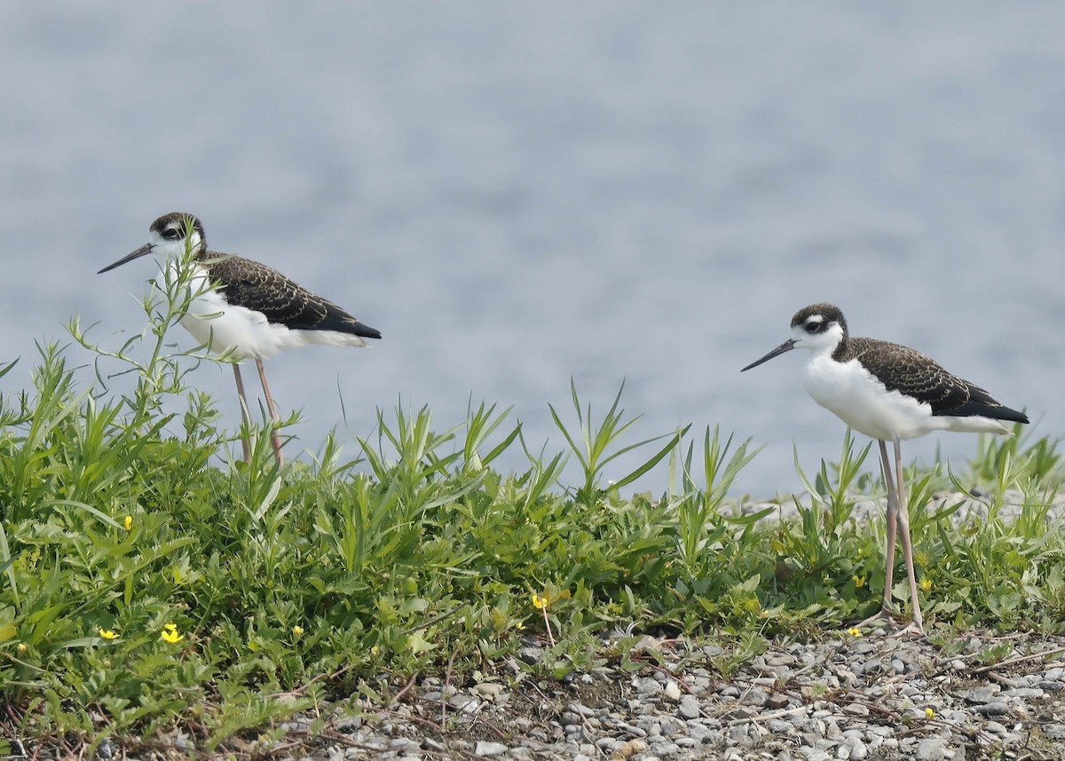 Black-necked Stilt - ML621858517