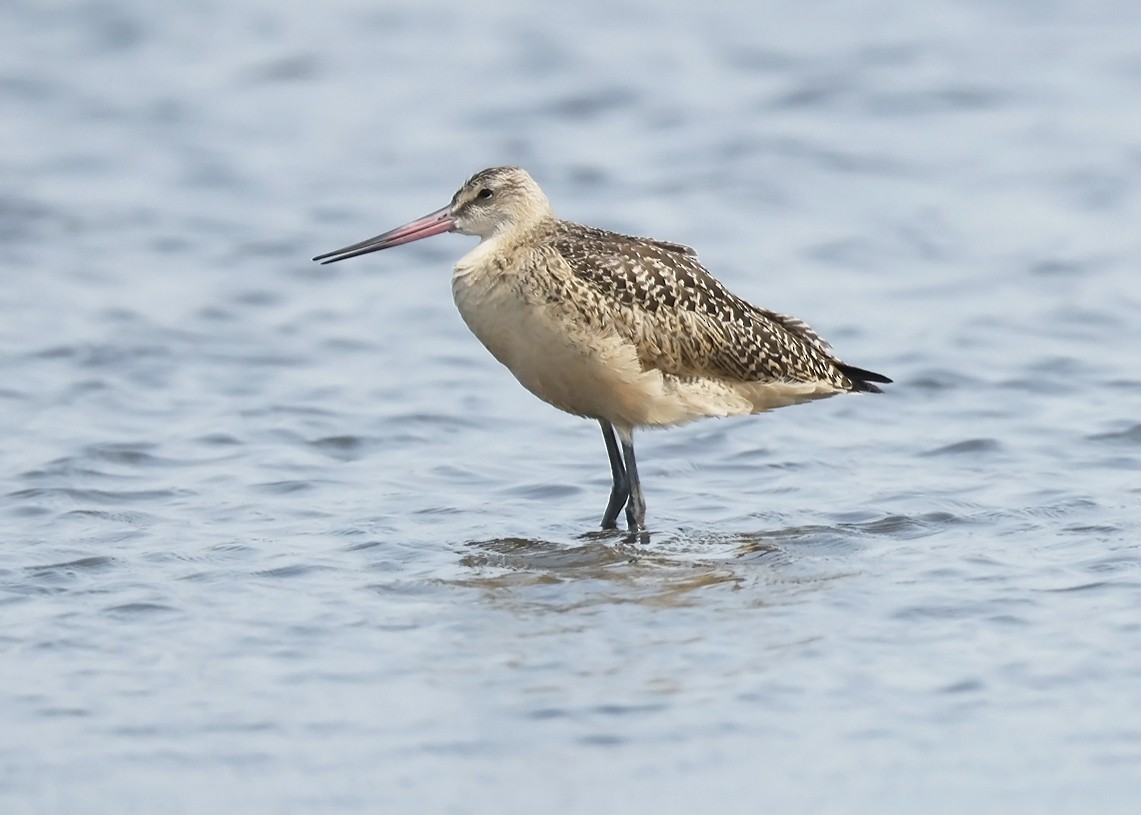 Marbled Godwit - ML621858528