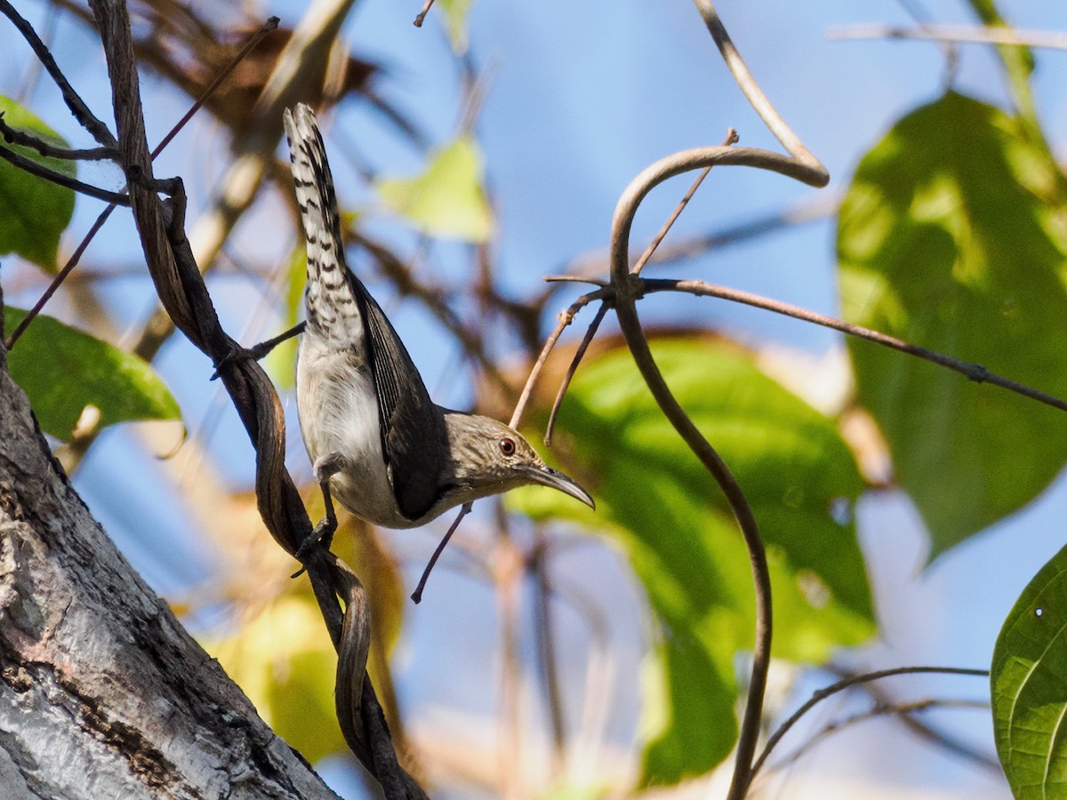 Tooth-billed Wren - ML621858543