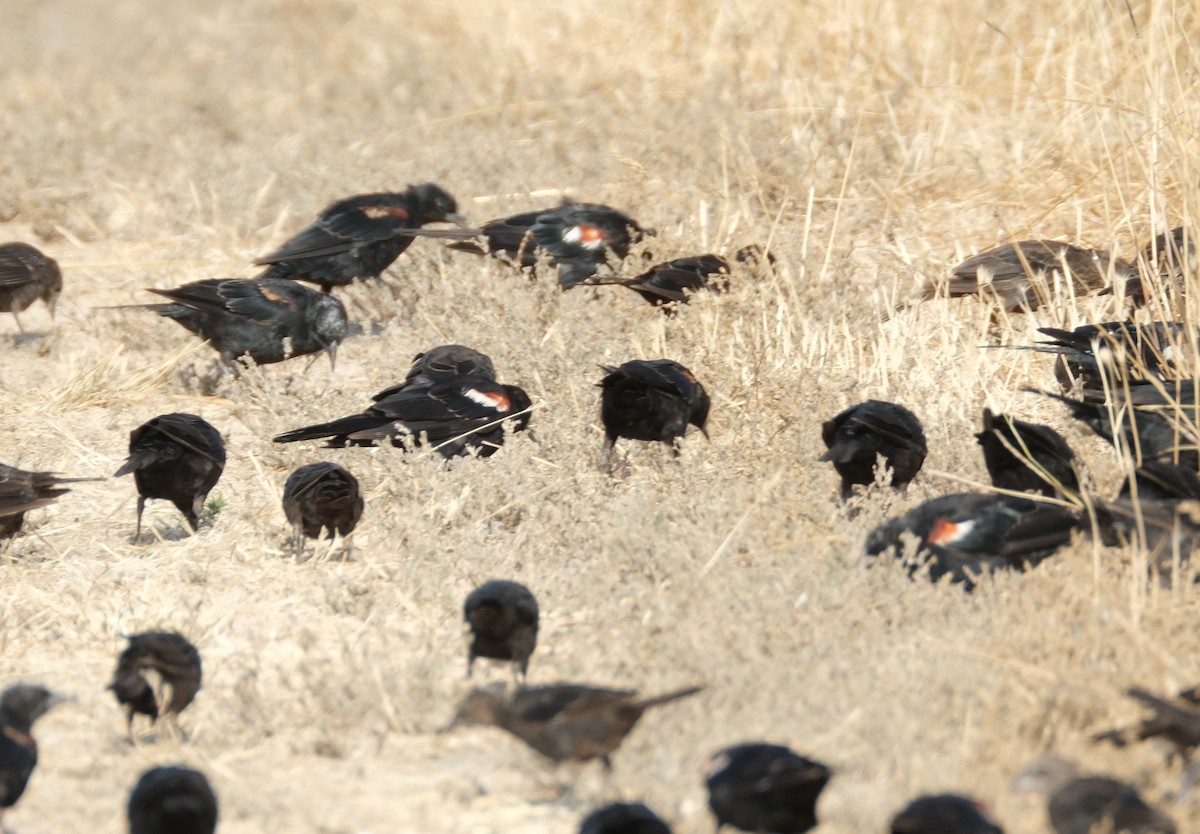 Tricolored Blackbird - ML621858553