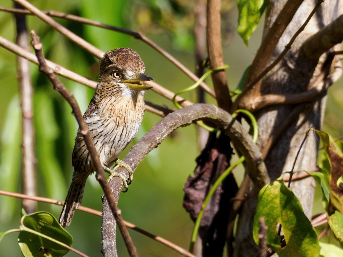 Eastern Striolated-Puffbird - ML621858557