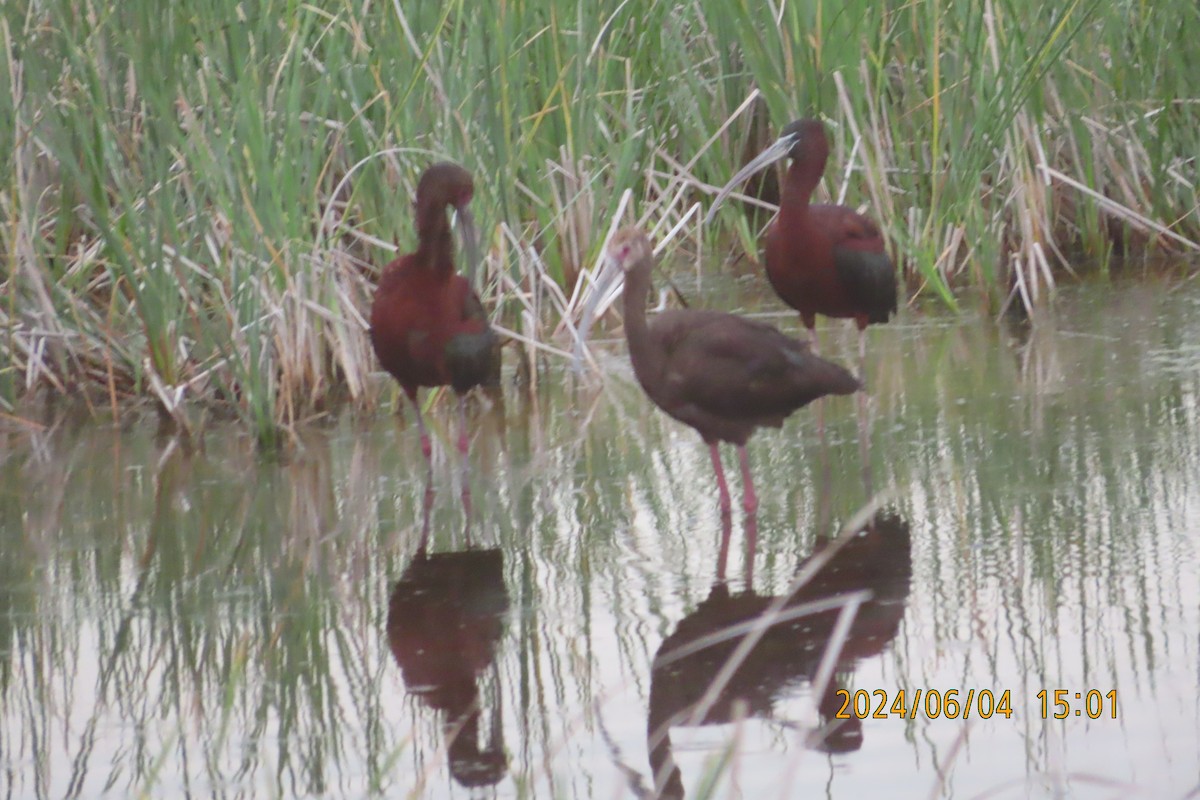 ibis hnědý - ML621858574