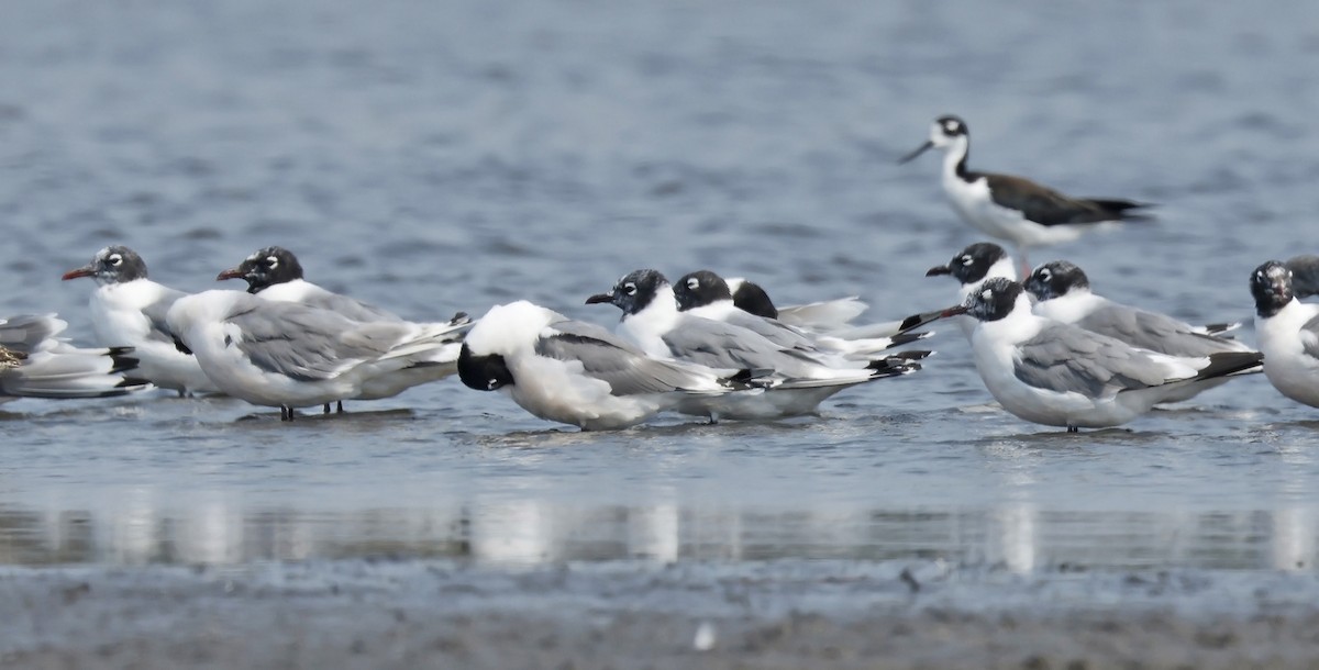 Franklin's Gull - ML621858582