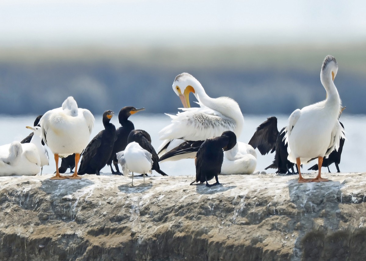 American White Pelican - ML621858597