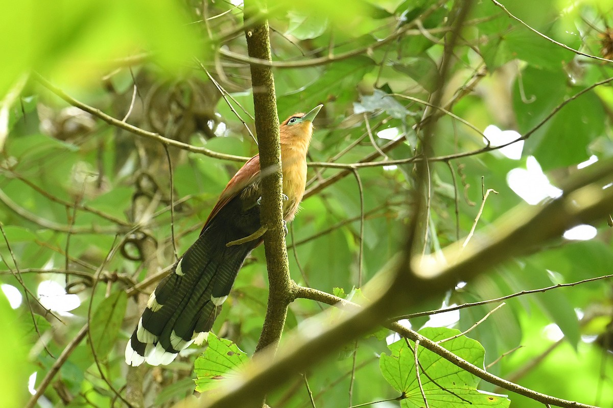 Raffles's Malkoha - ML621858850