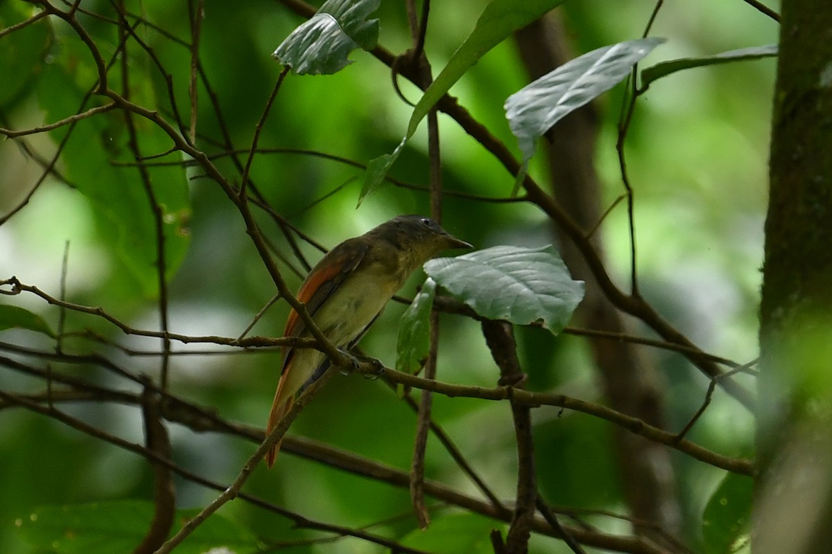 Rufous-winged Philentoma - ML621858859