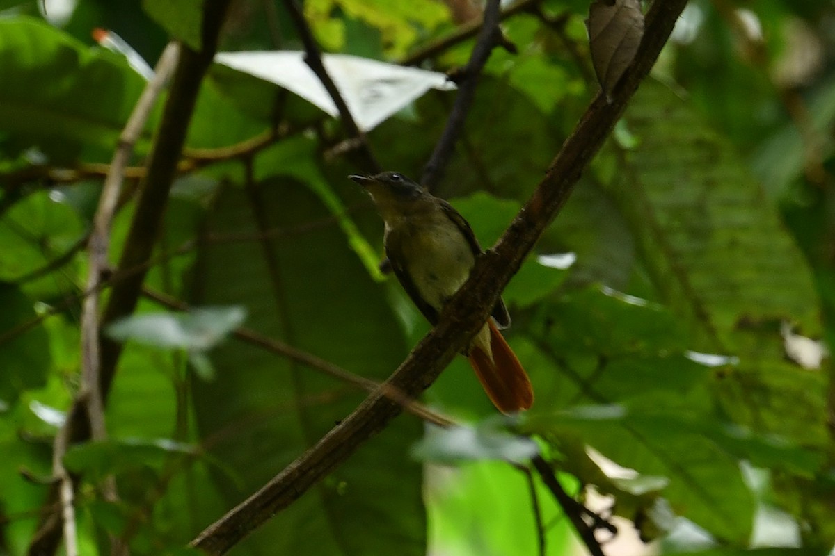 Rufous-winged Philentoma - ML621858860