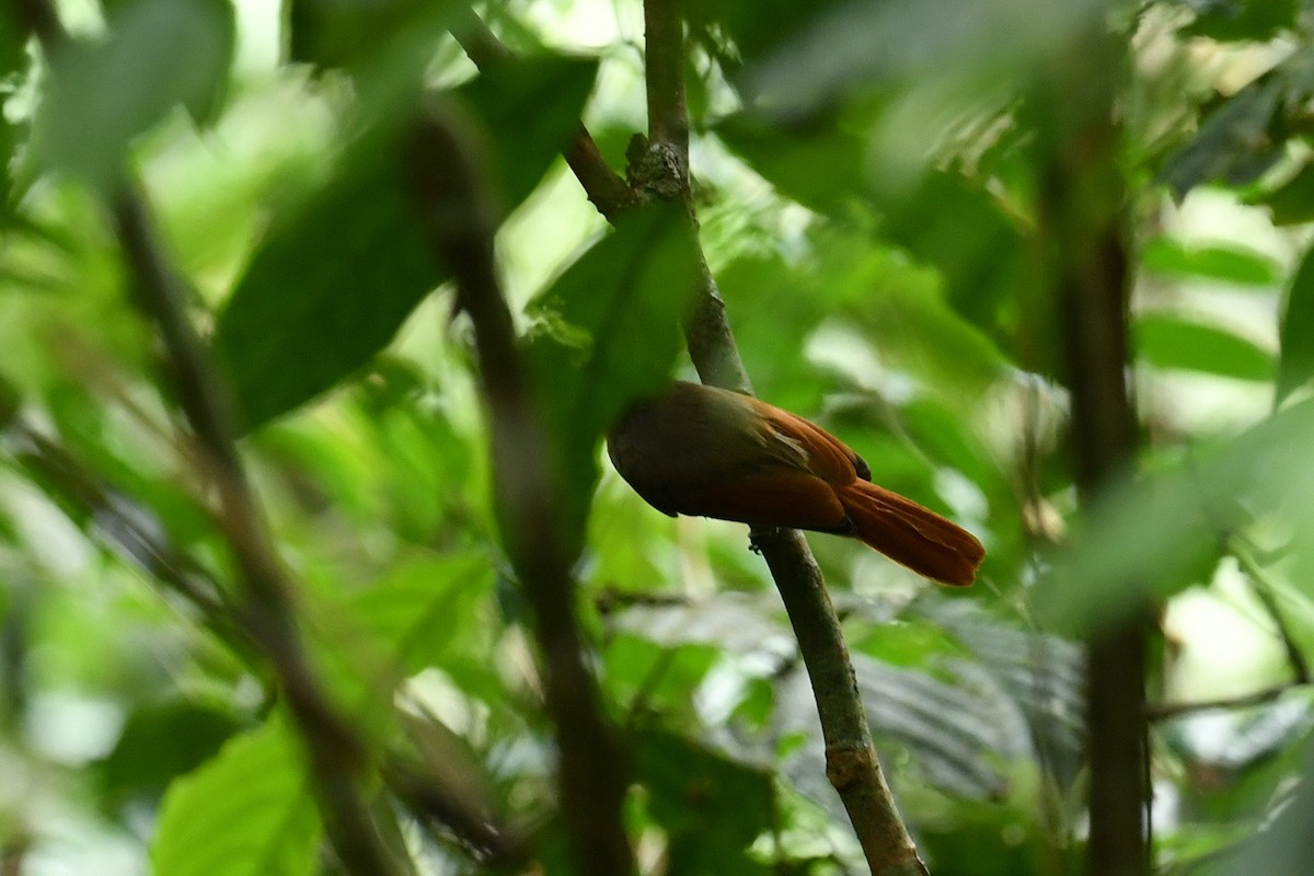 Rufous-winged Philentoma - ML621858861