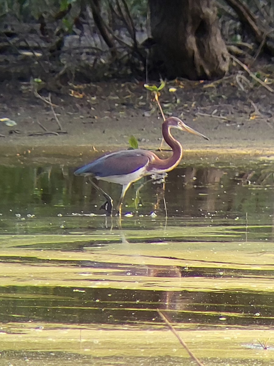 Tricolored Heron - ML621858862