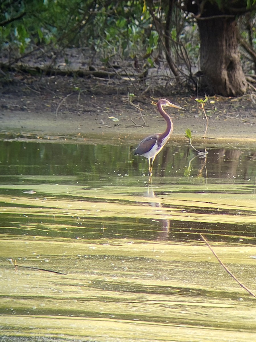 Tricolored Heron - ML621858863