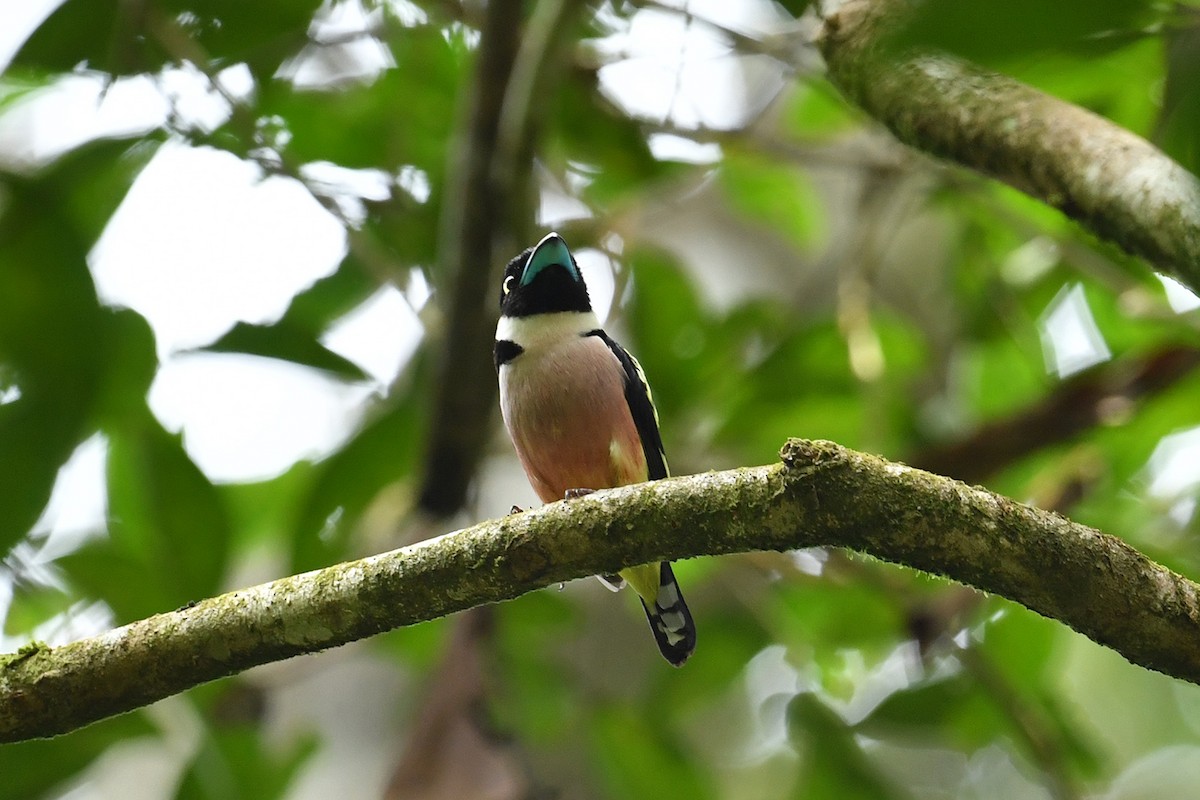 Black-and-yellow Broadbill - ML621858877