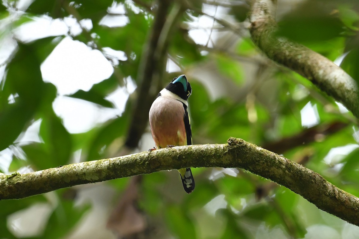 Black-and-yellow Broadbill - ML621858878