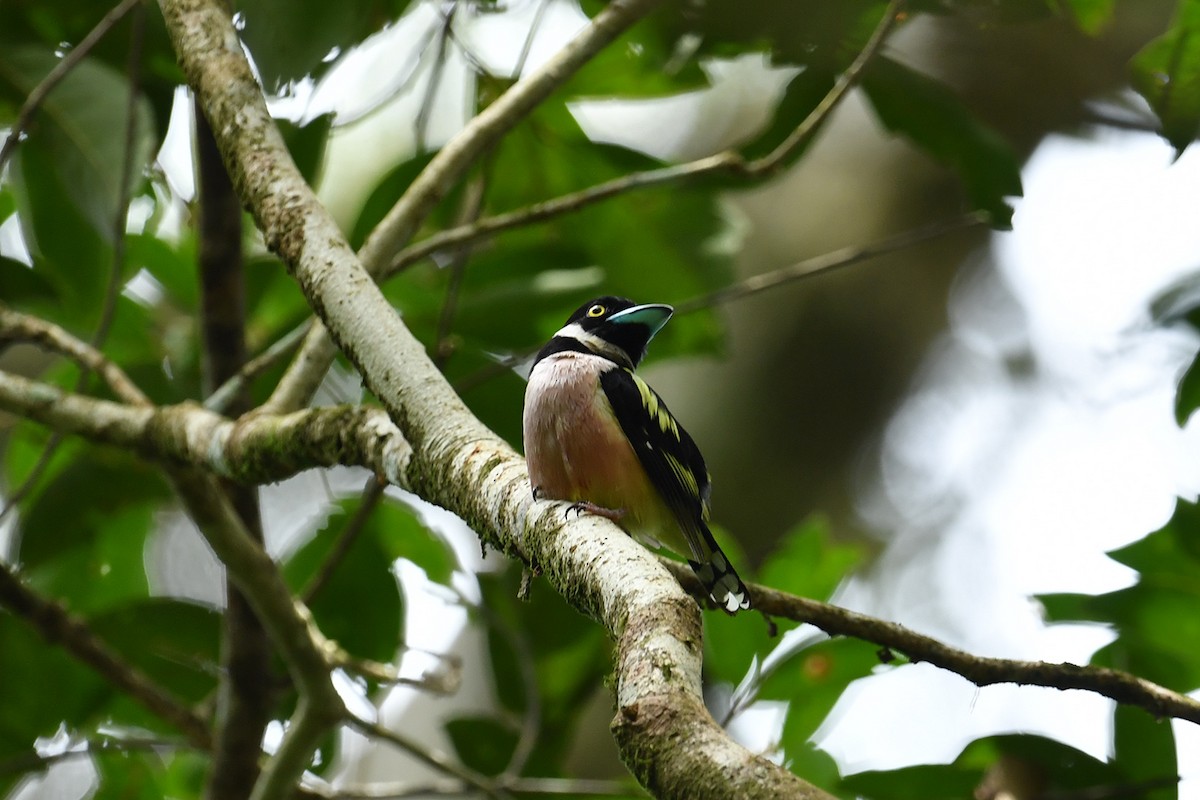 Black-and-yellow Broadbill - ML621858879