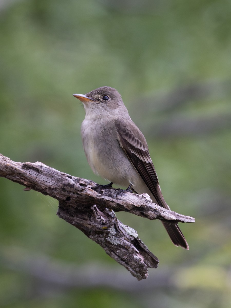 Eastern Wood-Pewee - ML621858898