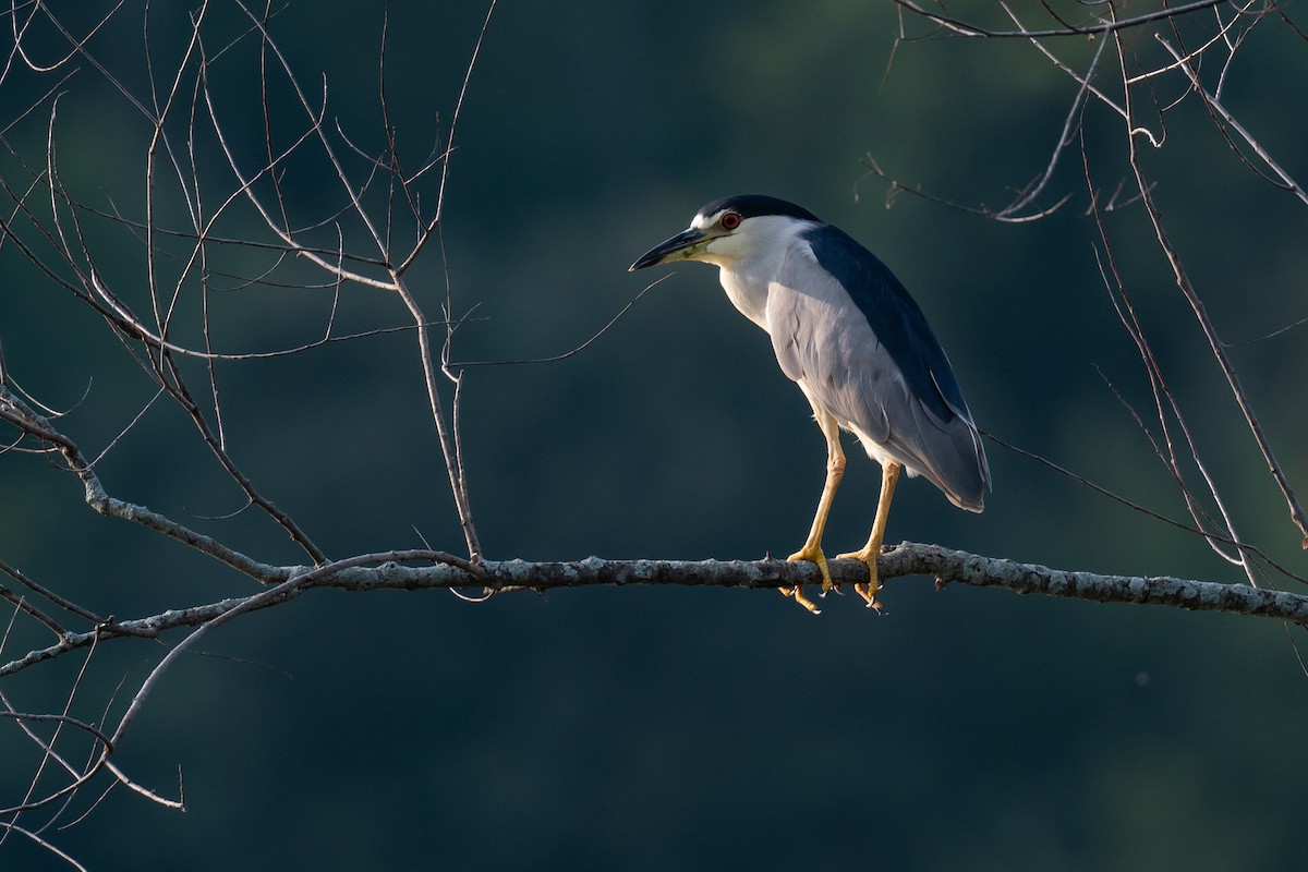Black-crowned Night Heron - ML621858911
