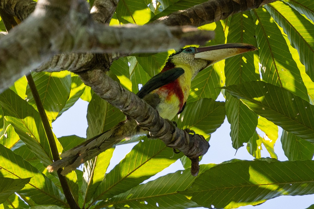 Curl-crested Aracari - ML621858929