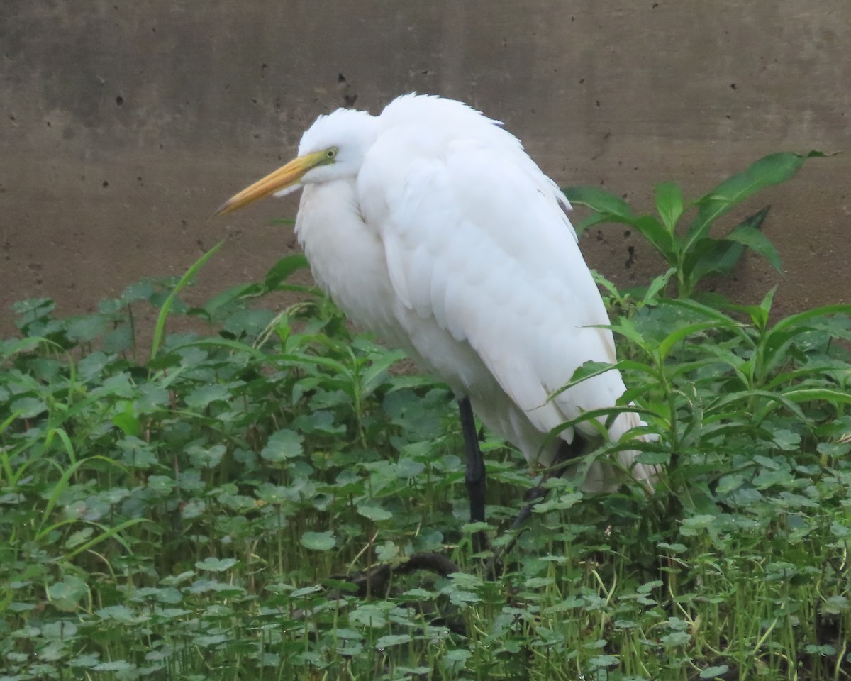 Great Egret - ML621858958