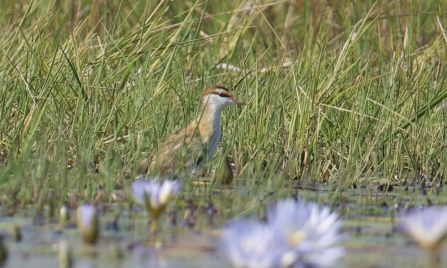 Lesser Jacana - ML621858966