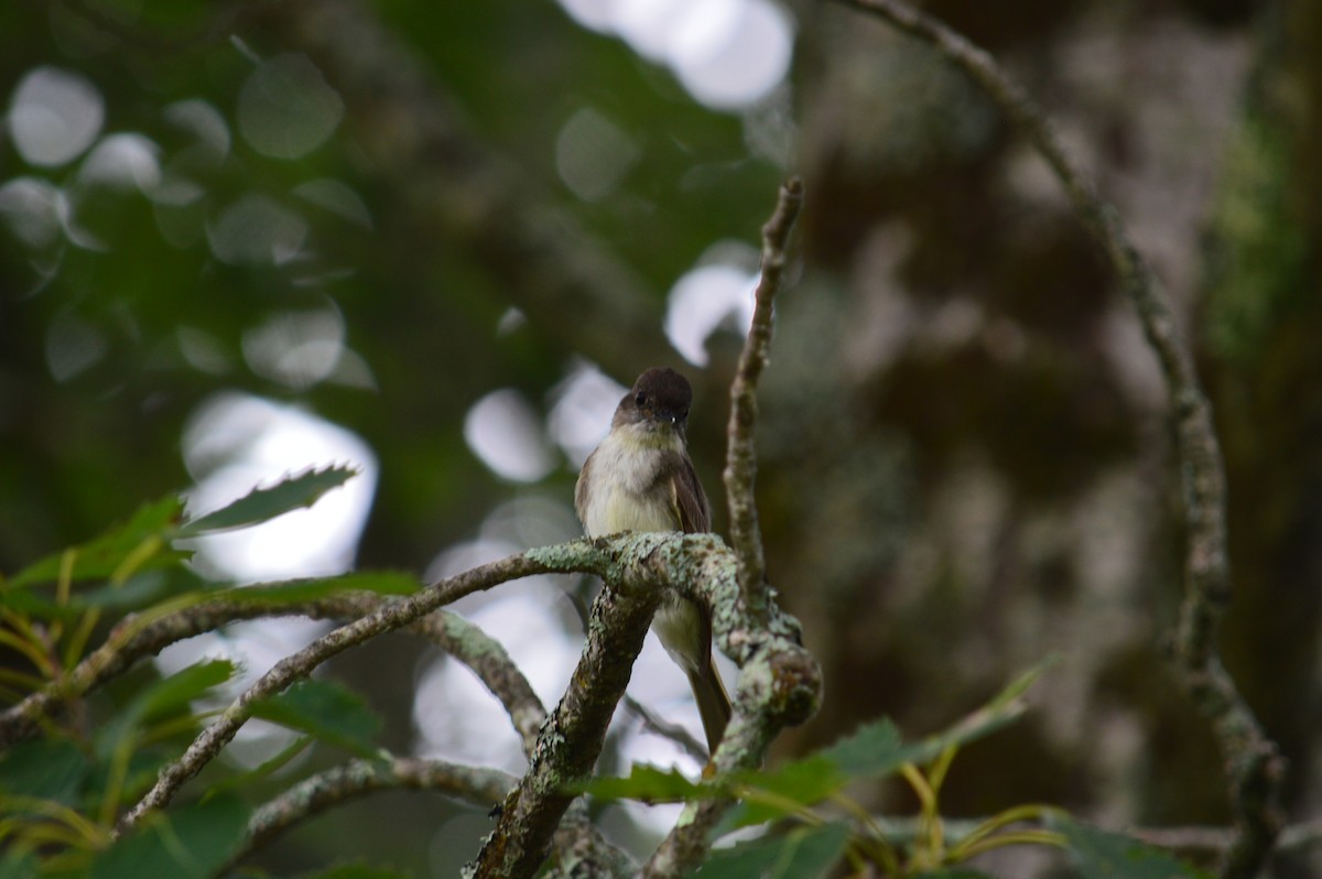 Eastern Kingbird - ML621859041