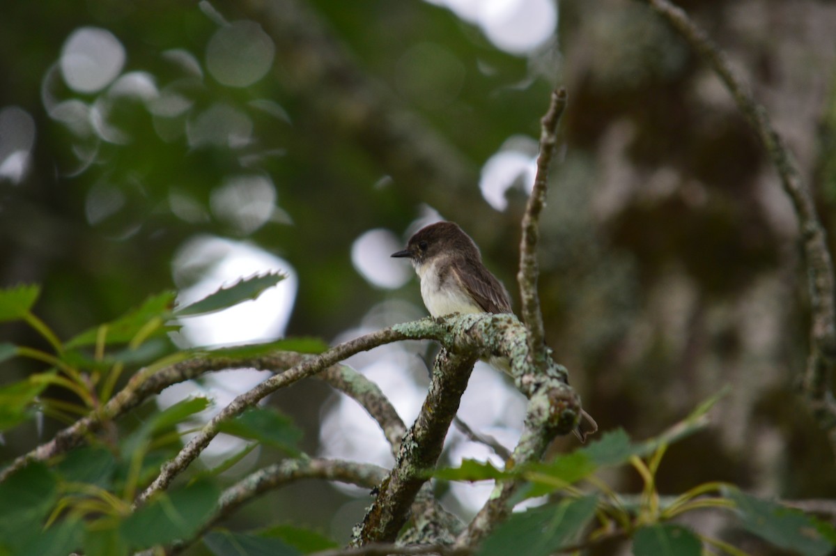 Eastern Kingbird - Anton Kaska