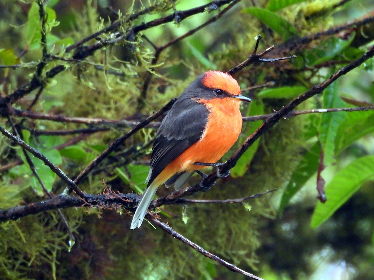 Brujo Flycatcher (Galapagos) - ML621859066