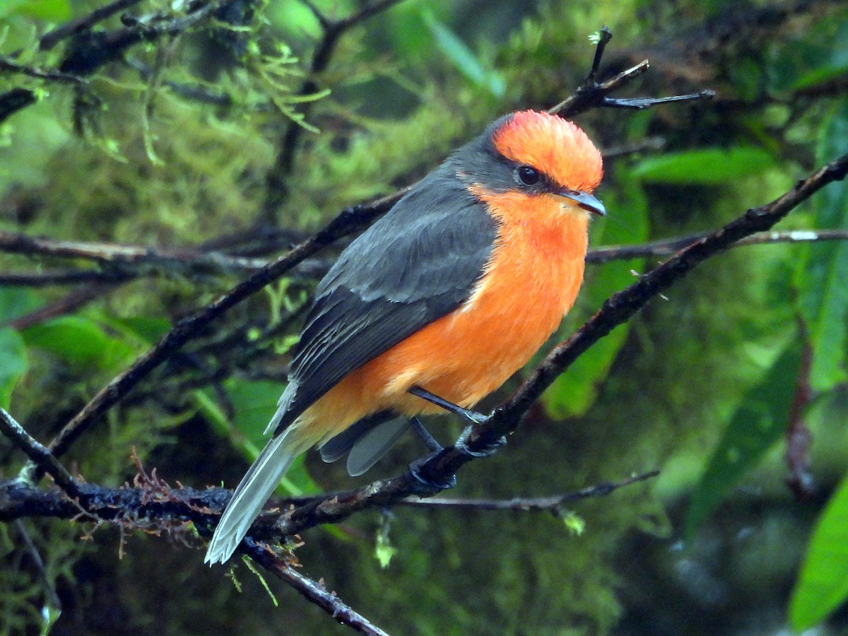 Brujo Flycatcher (Galapagos) - ML621859067