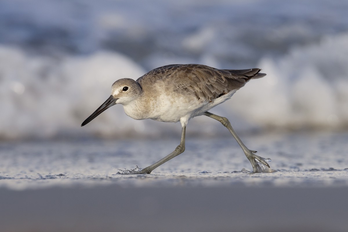 Willet - ML621859168