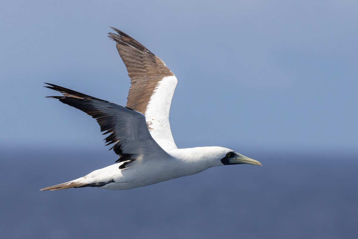 Masked Booby - ML621859170