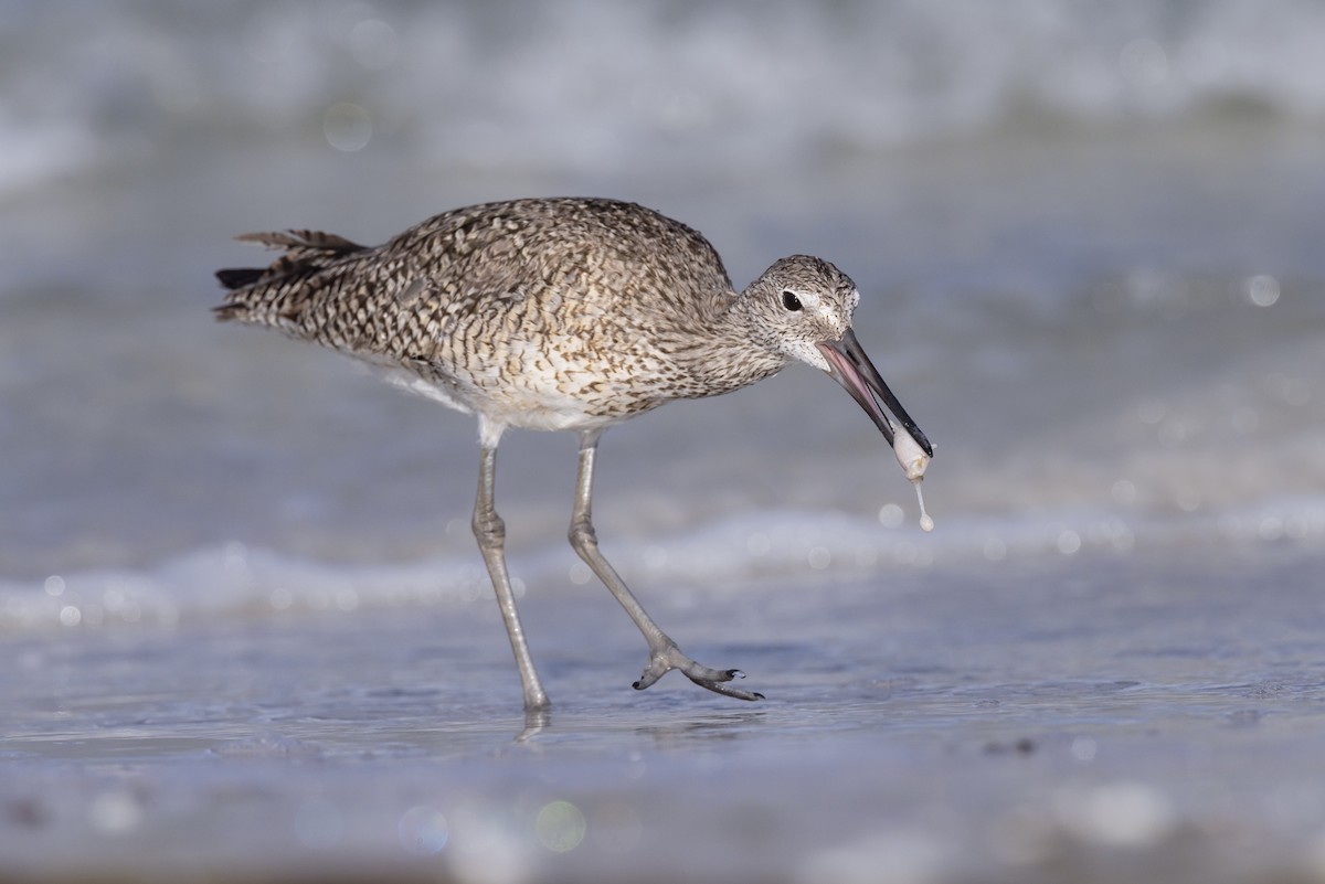 Willet - ML621859175