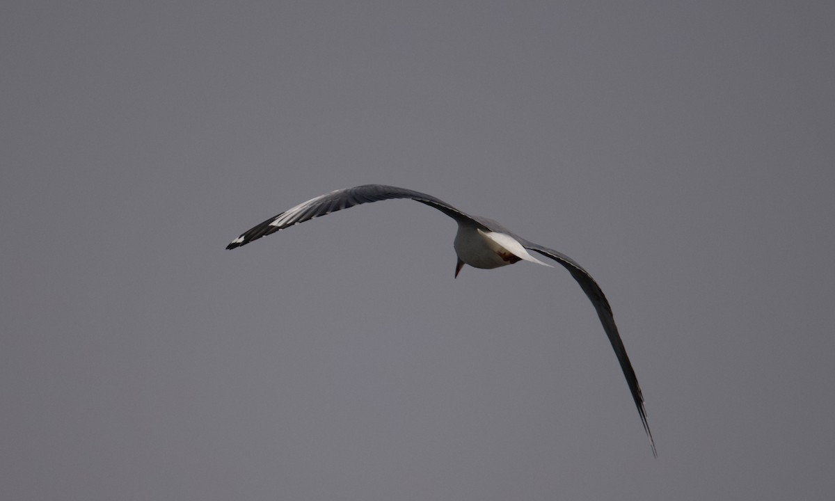 Mouette à tête grise - ML621859184