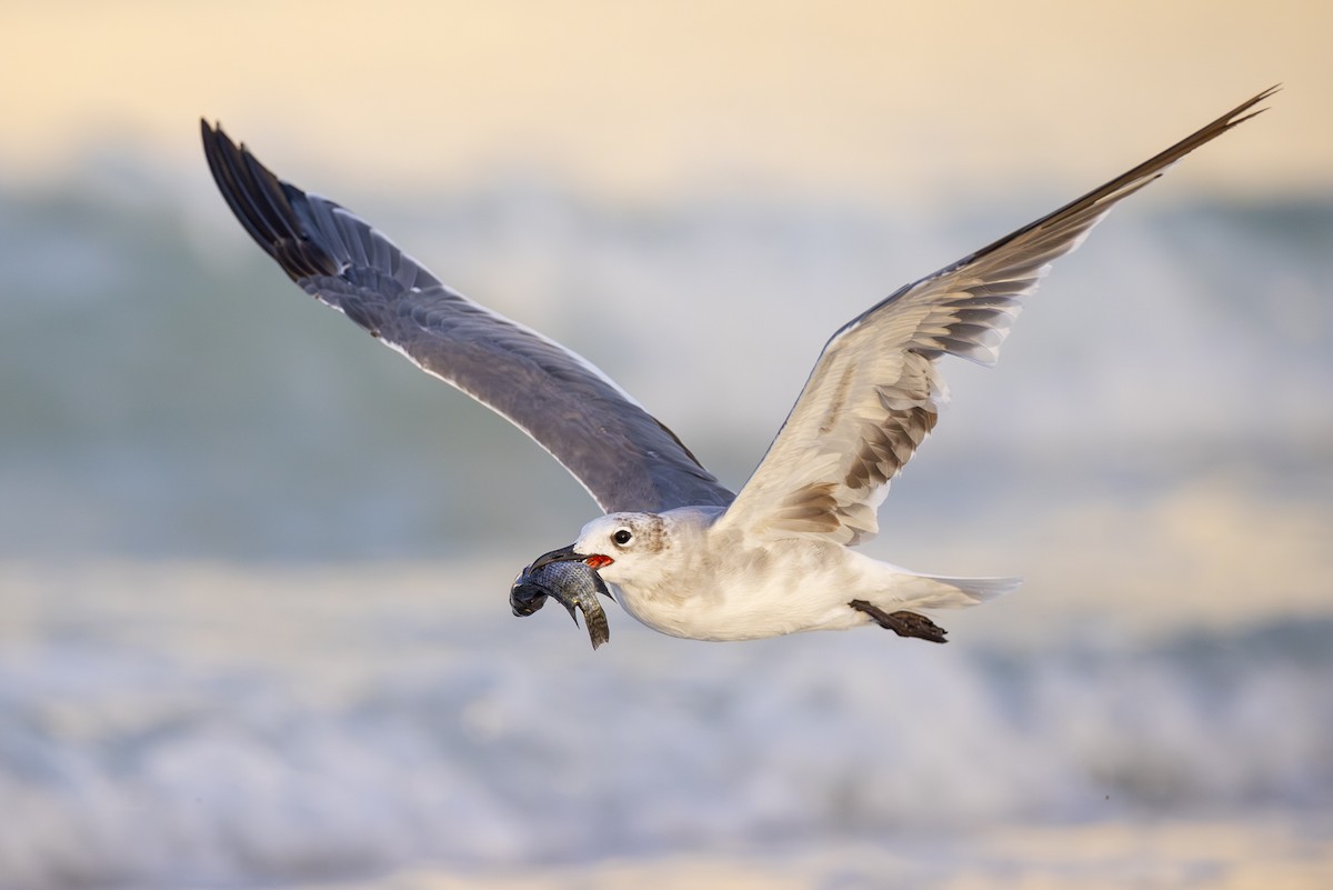 Laughing Gull - ML621859195