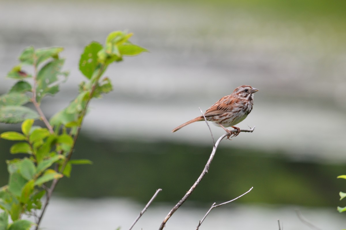 Song Sparrow - ML621859206