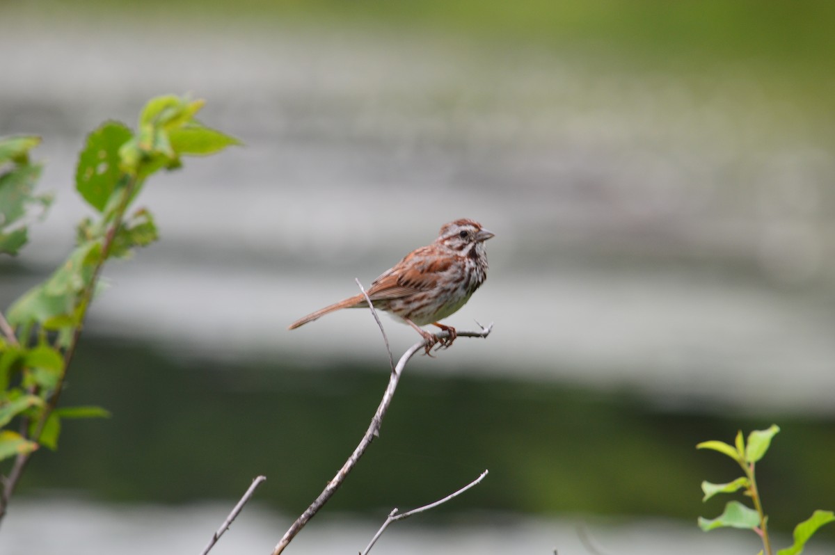 Song Sparrow - ML621859207