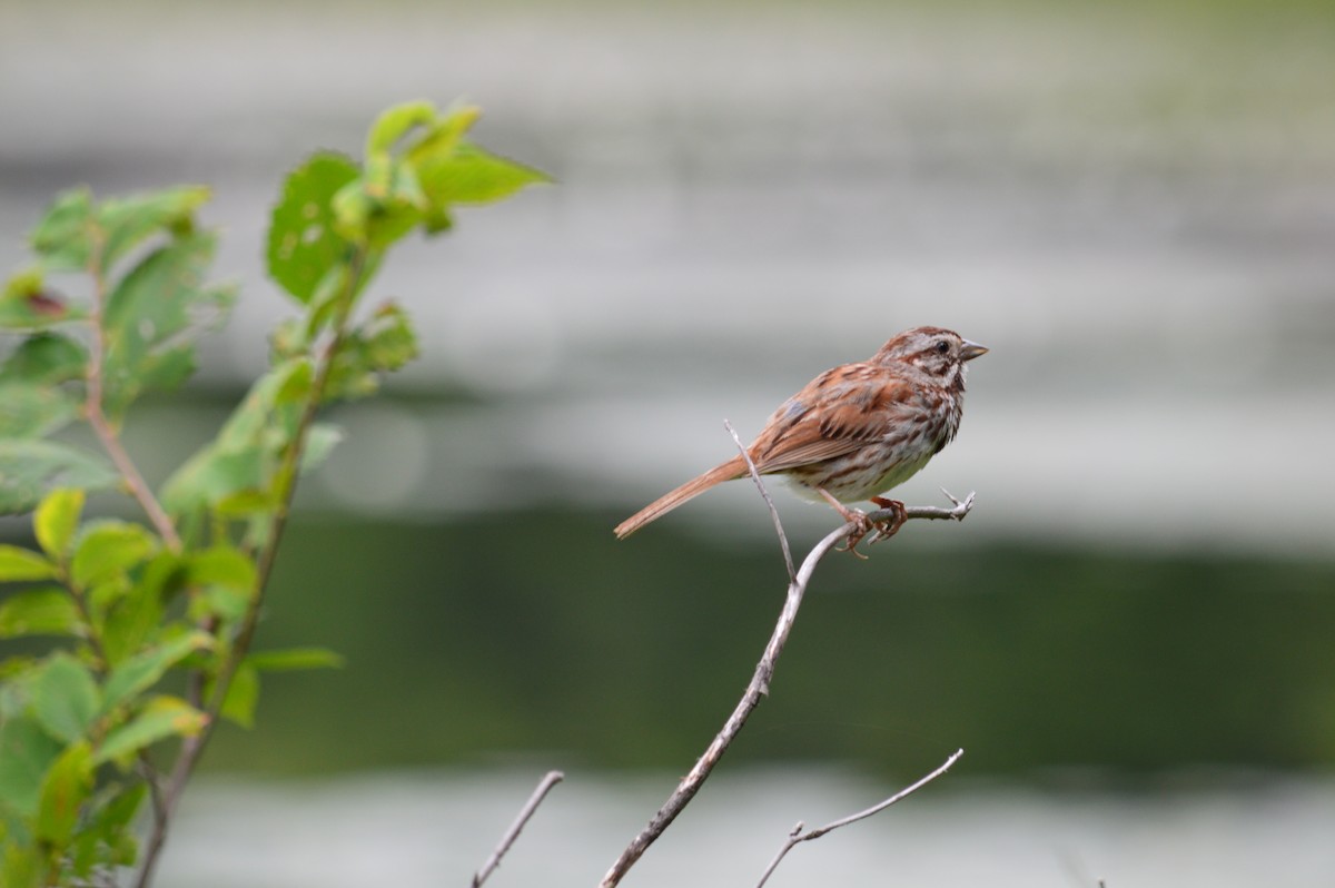 Song Sparrow - ML621859211