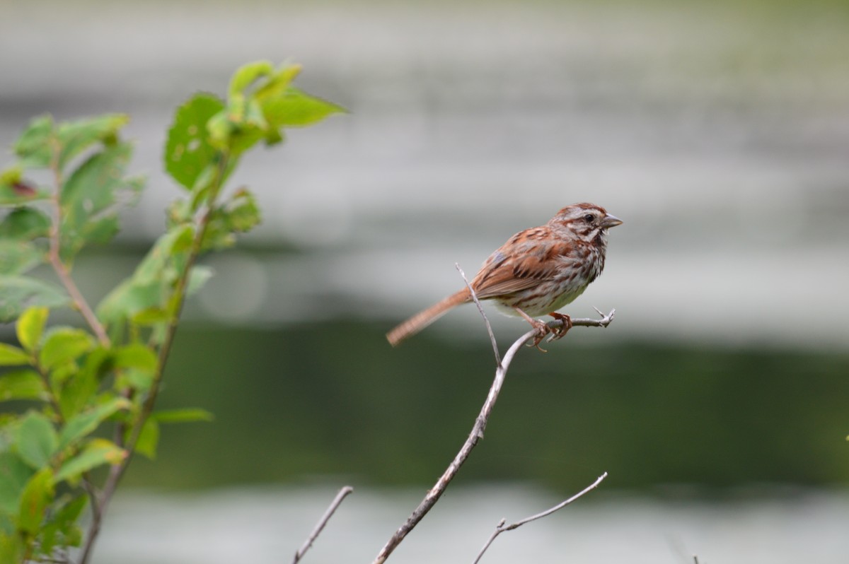 Song Sparrow - ML621859214