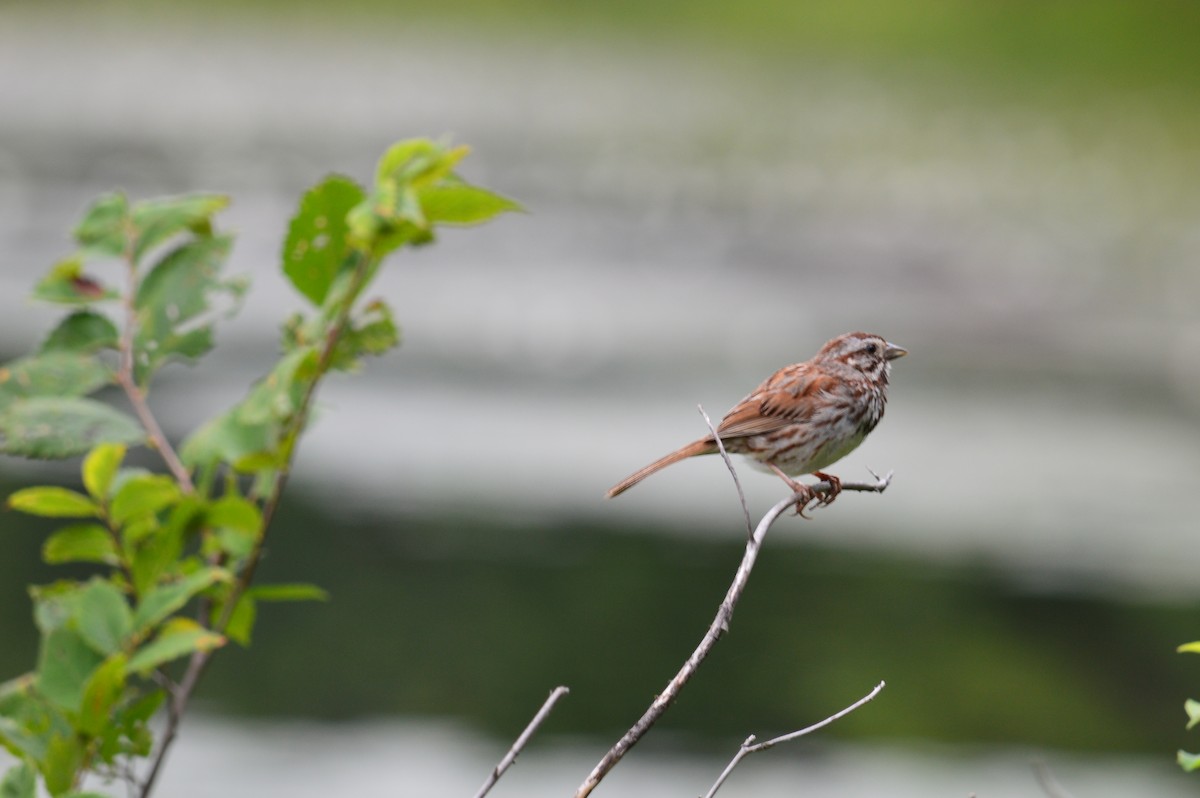 Song Sparrow - ML621859215