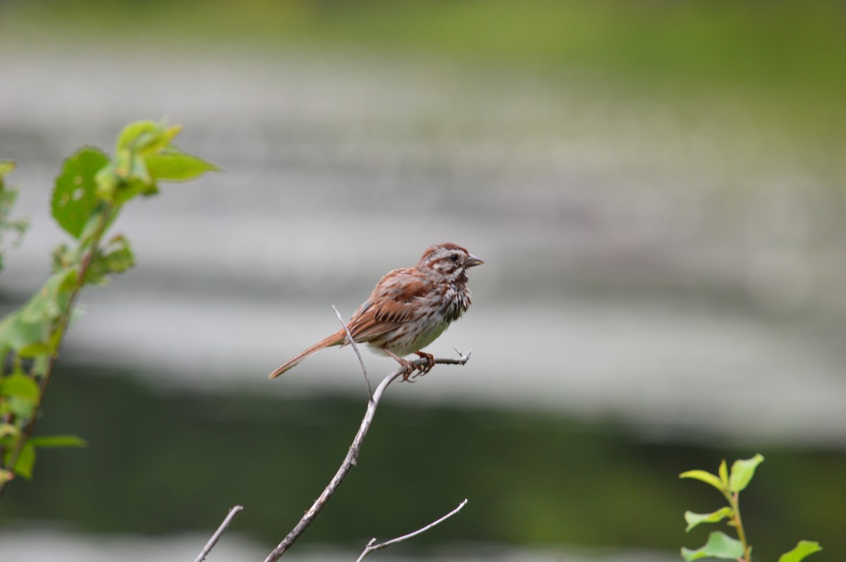 Song Sparrow - Anton Kaska